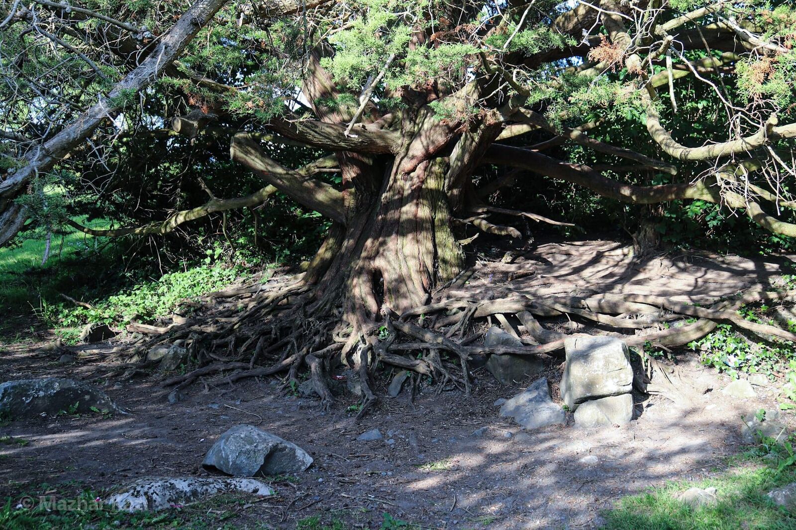 Nature