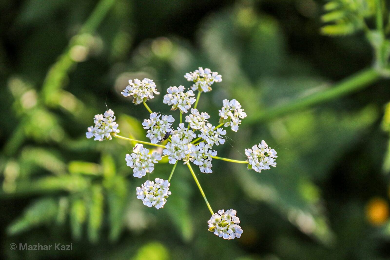 Nature
