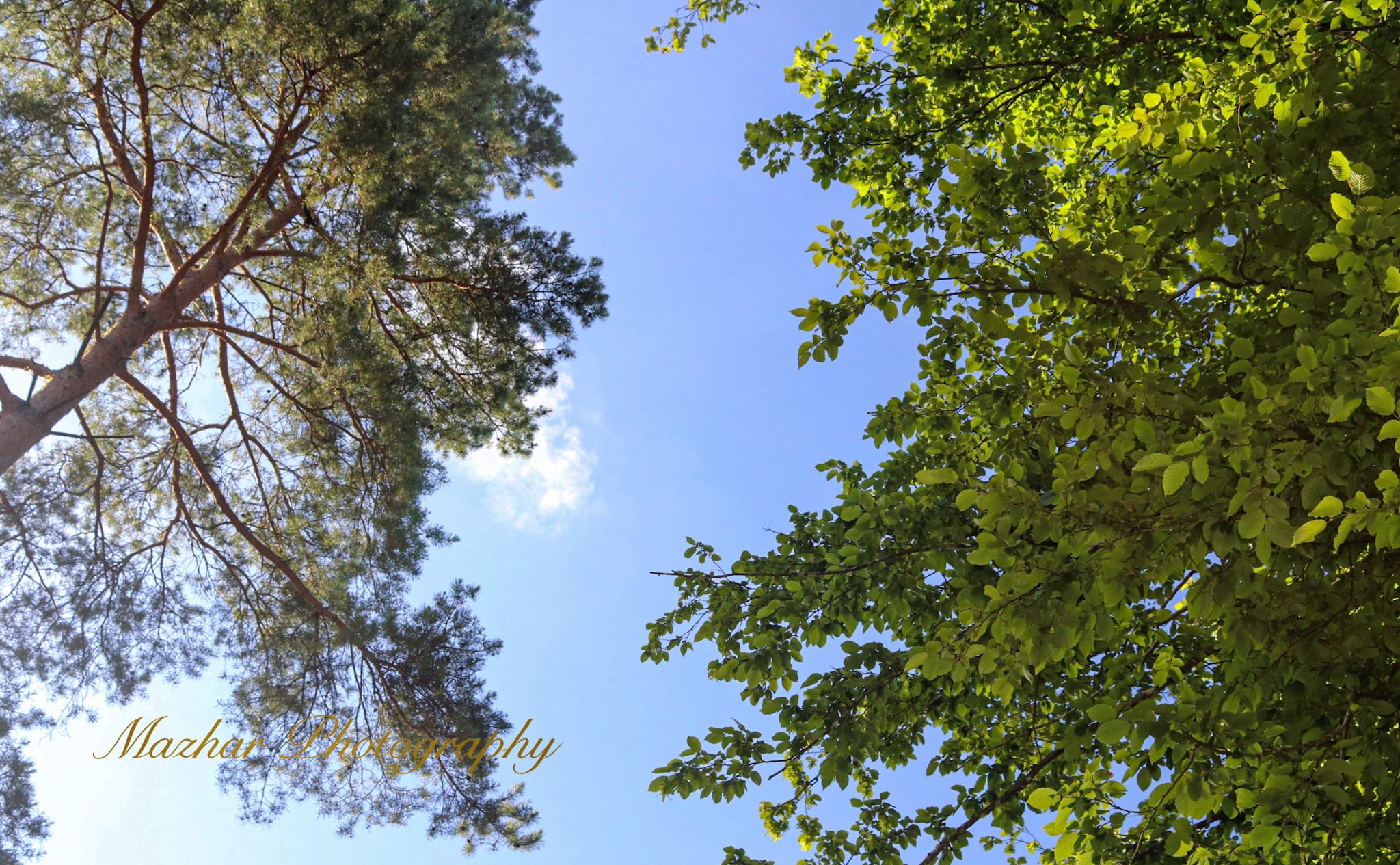 Nature